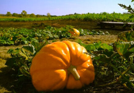 A large orange pumpkin sits among green leaves in a pumpkin patch, tempting your Autumn Appetite. Another pumpkin and fields stretch into the background under a clear blue Alexandria sky.