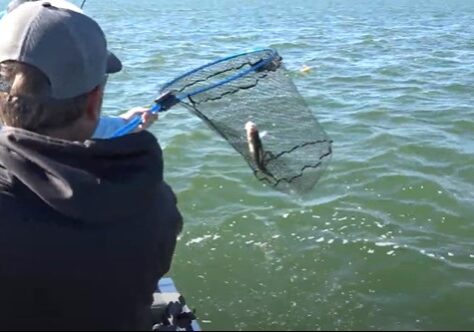 Two people on a boat use a fishing net to pull a walleye out of the water. One person, wearing a gray cap, stands in the foreground while the other, in a blue shirt, holds the net over the lake.