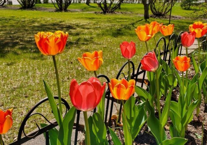 Bright orange and red tulips bloom in a garden bed bordered by a decorative black metal fence, showcasing the beauty of Lakes Area tourism with green grass and trees in the background on a sunny day.